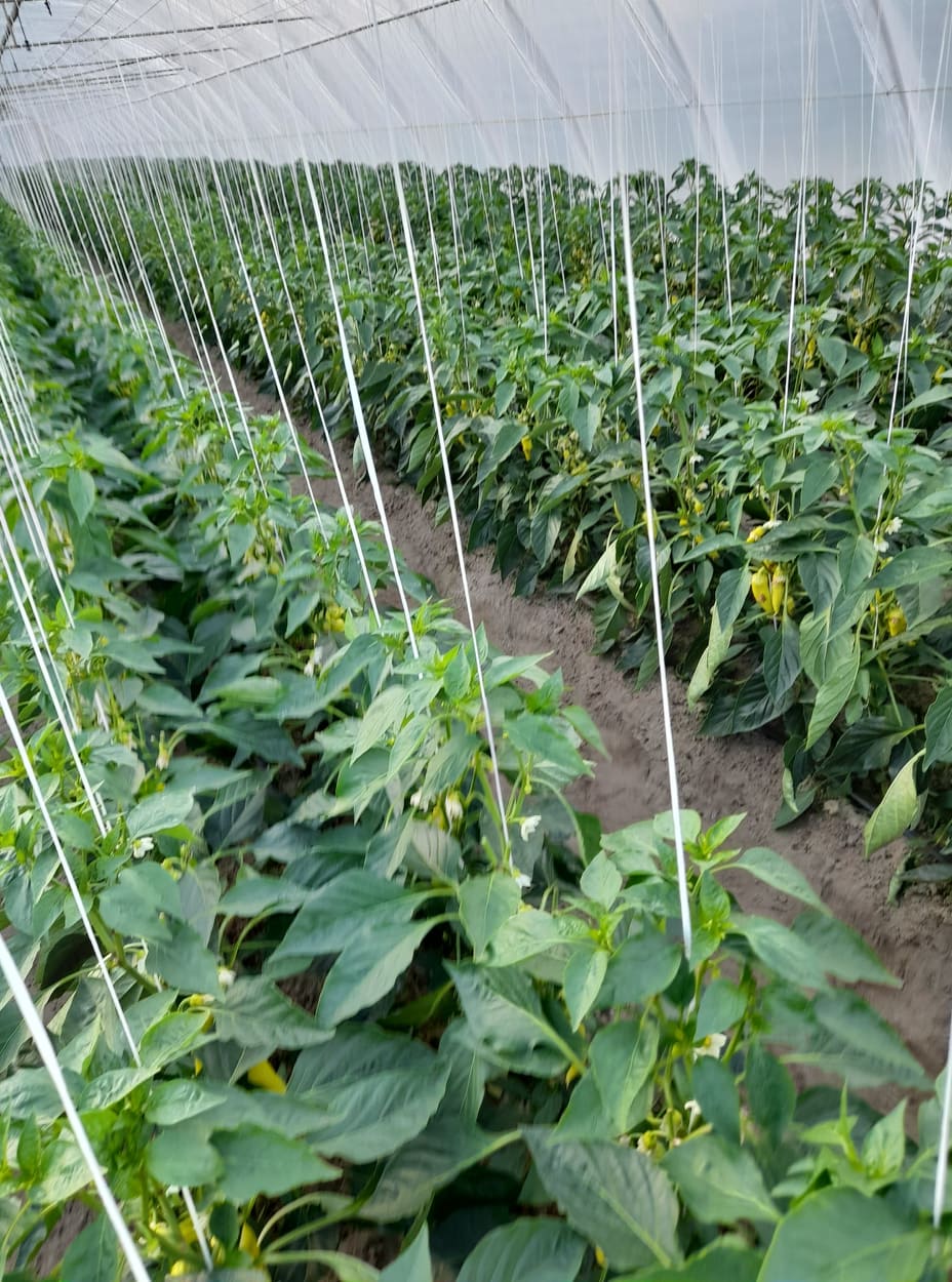 hidegfóliás paprika ültetvény