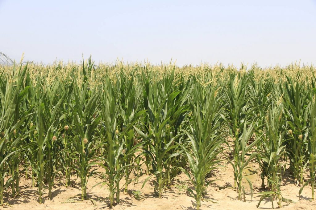 Kukorica tápanyag-ellátása ICL technológiával, főkép