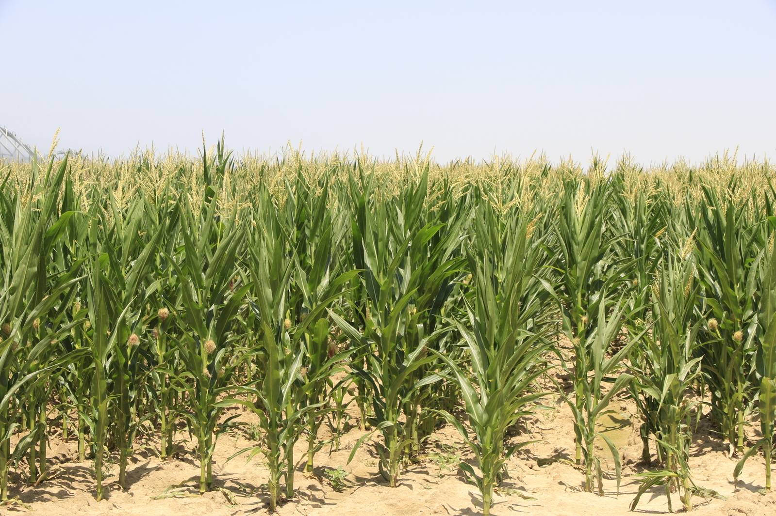 Kukorica tápanyag-ellátása ICL technológiával, post image