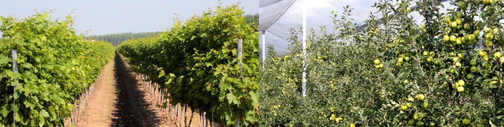 Polysulphate és Agroleaf Power a szőlő és gyümölcs ültetvények tápanyag-ellátásában, főkép