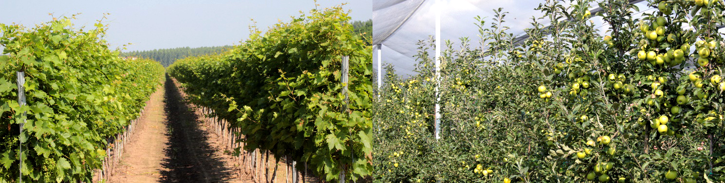 Polysulphate és Agroleaf Power a szőlő és gyümölcs ültetvények tápanyag-ellátásában, post image