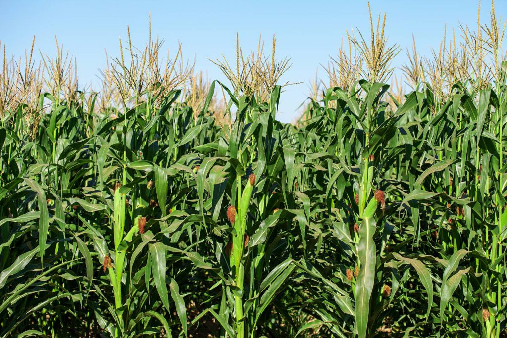 Kukorica lombtrágya virágzás idején? A termés 40-50%-a múlhat rajta!, főkép