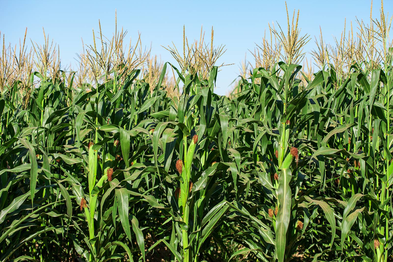 Kukorica lombtrágya virágzás idején? A termés 40-50%-a múlhat rajta!, post image