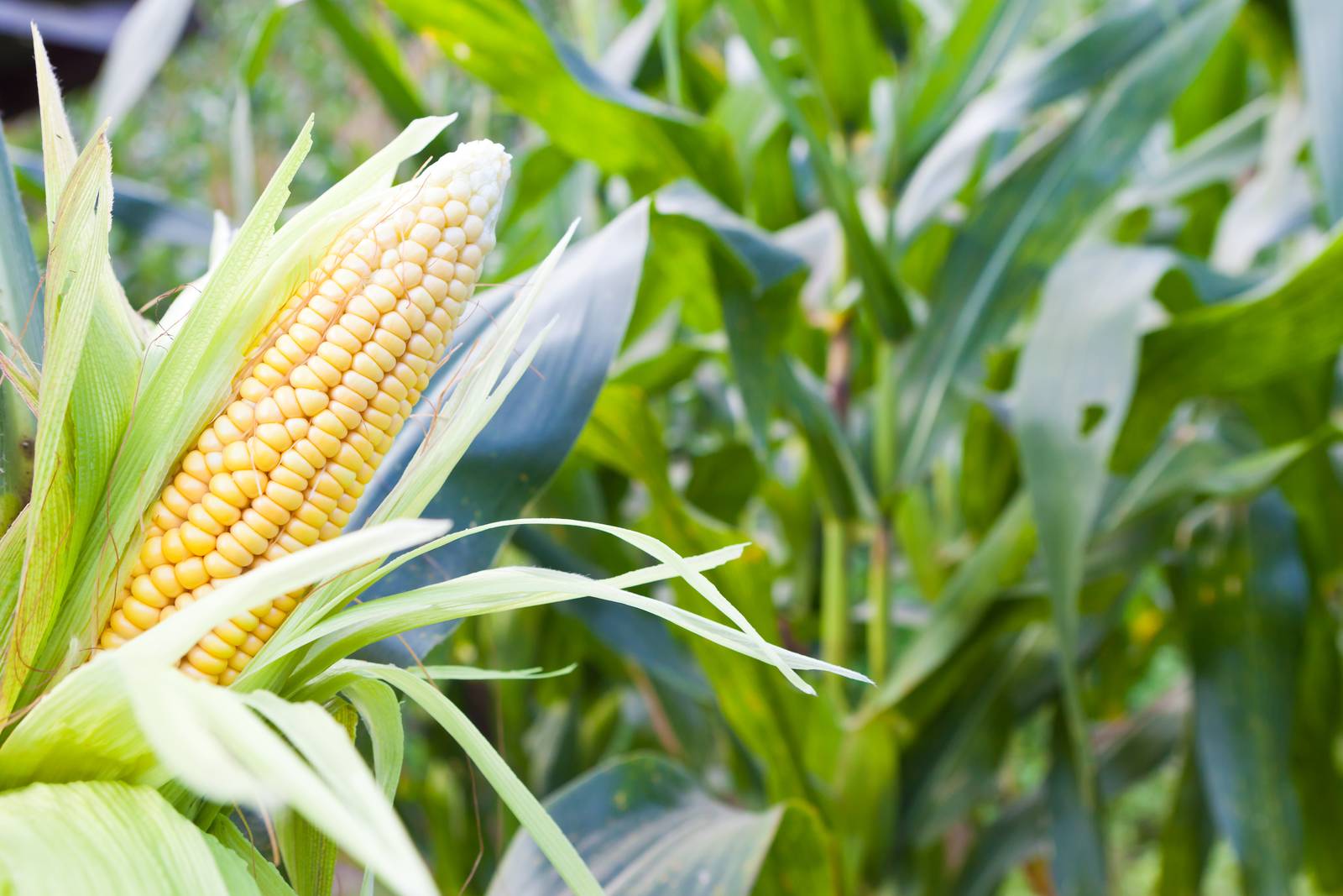 kukorica lombtrágyázás Agroleaf Power