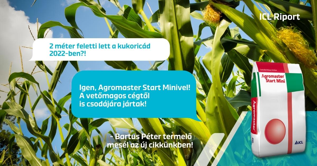 2 méter feletti kukorica, dupla csövekkel Nógrádban – az ICL műtrágyák nehéz évjáratban is bizonyítanak, post image